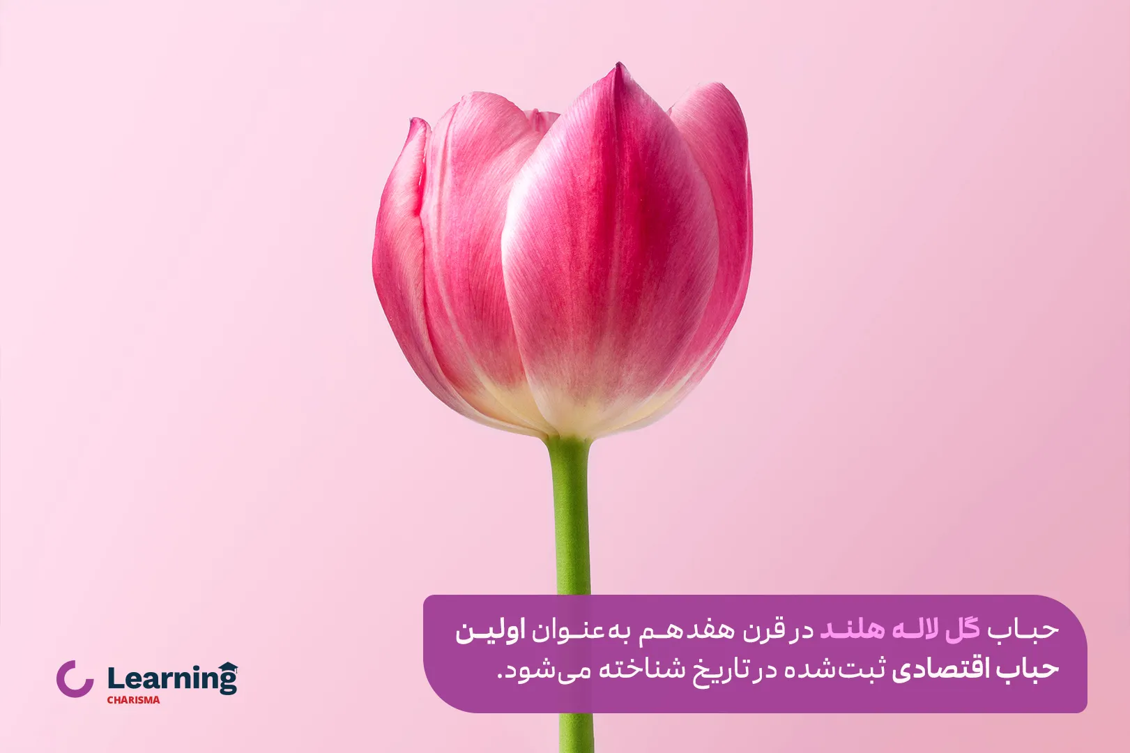 حباب گل لاله
